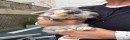Mini Lop rabbits for sale: Mini lop rabbit in Torquay - Advert 4