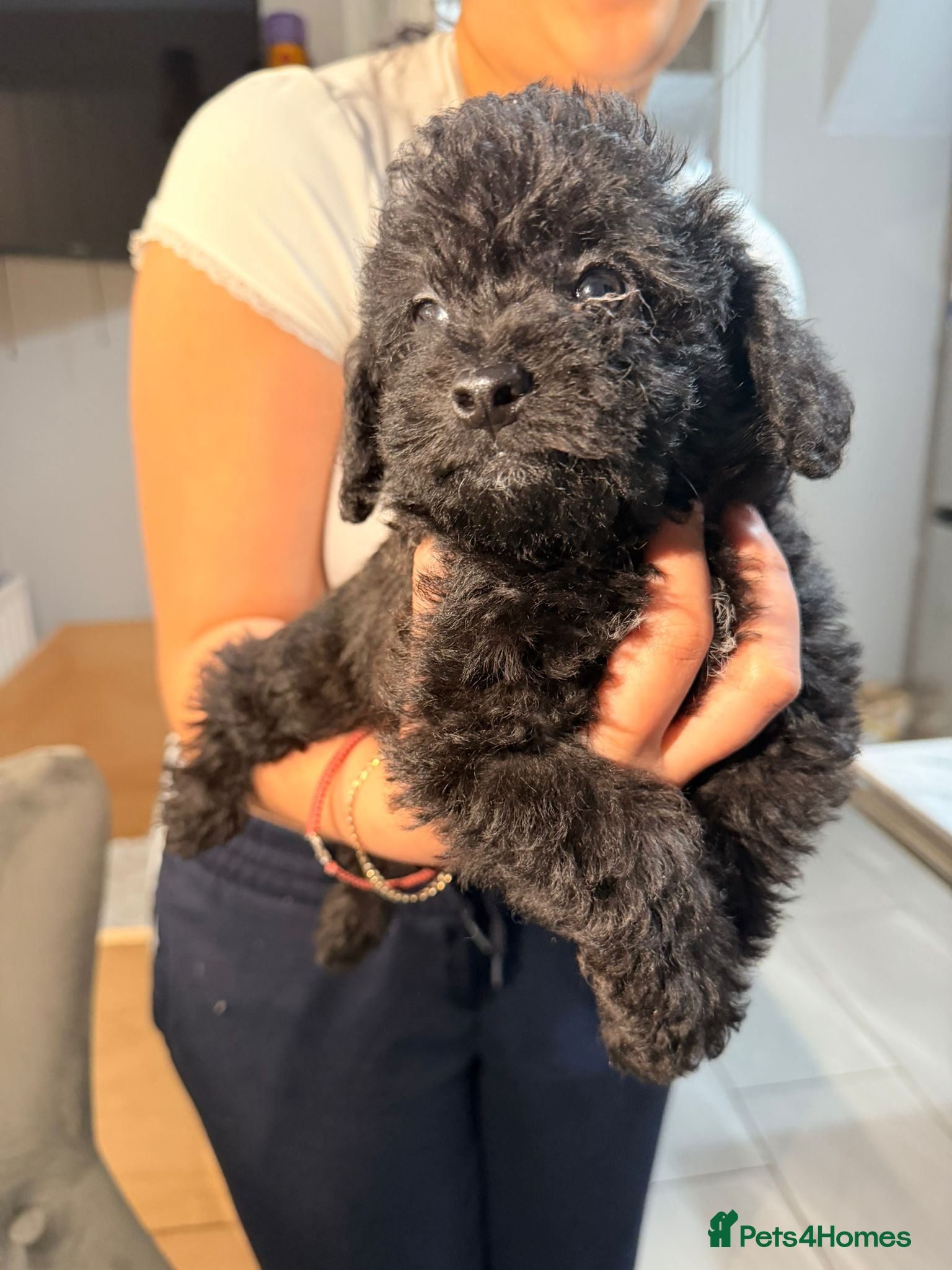 Shihpoo dogs 3 beautiful female shihpoo puppies  - Advert 5