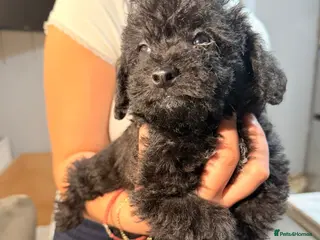 Shihpoo dogs 3 beautiful female shihpoo puppies - Advert 5