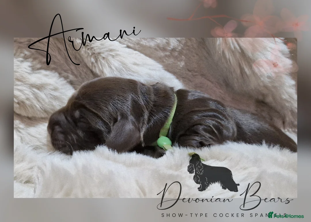 Cocker Spaniel dogs for sale: FULLY Health tested English Cocker Spaniel puppies - Advert 30