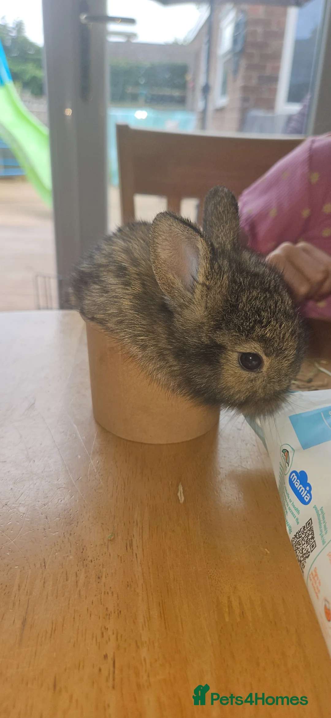 Mixed Breed rabbits for sale: Beautiful baby rabbits READY NOW - Advert 2