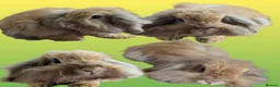 Lionhead rabbits for sale: Double lionhead mini lop Fawn Doe 3 years old - Advert 2