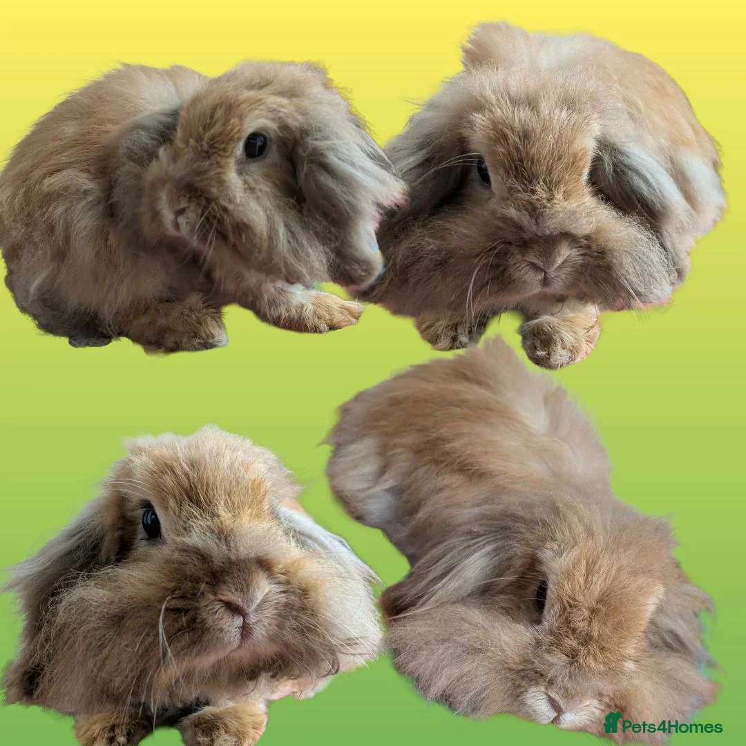 Lionhead rabbits for sale: Double lionhead mini lop Fawn Doe 3 years old - Advert 2