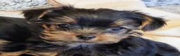 Yorkshire Terrier dogs for sale: Yorkshire Terrier puppies  from Licensed Breeder  - Advert 3
