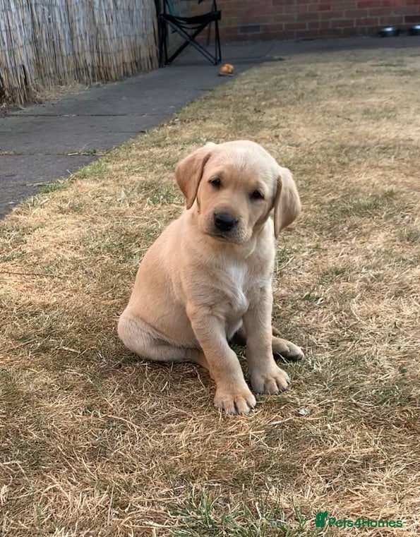 Labrador Retriever dogs KC reg Working Labrador puppies  - Advert 1