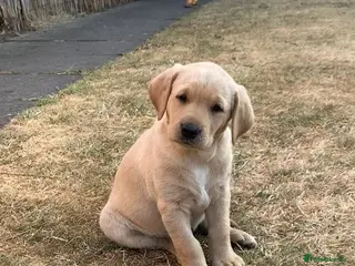 Labrador Retriever dogs KC reg Working Labrador puppies - Advert 1