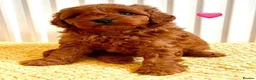 Cavapoo dogs for sale: F1B Cavapoo lovely puppy  - Advert 2