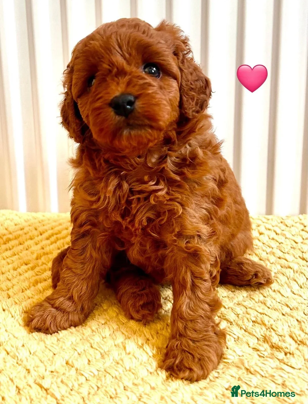 Cavapoo dogs for sale: F1B Cavapoo lovely puppy  - Advert 2