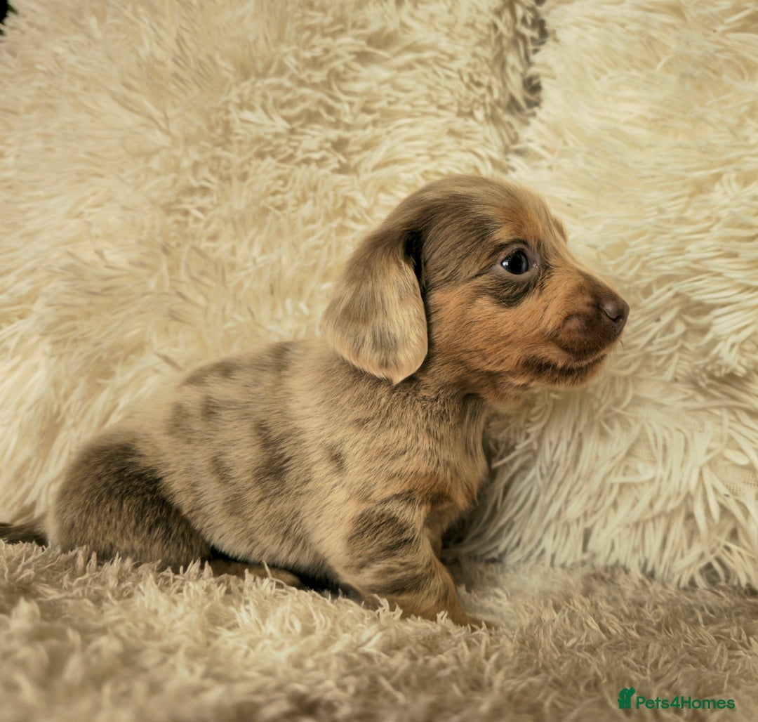 Miniature Dachshund dogs for sale: MINI DACHSHUNDS READY 20TH DEC  - Advert 11