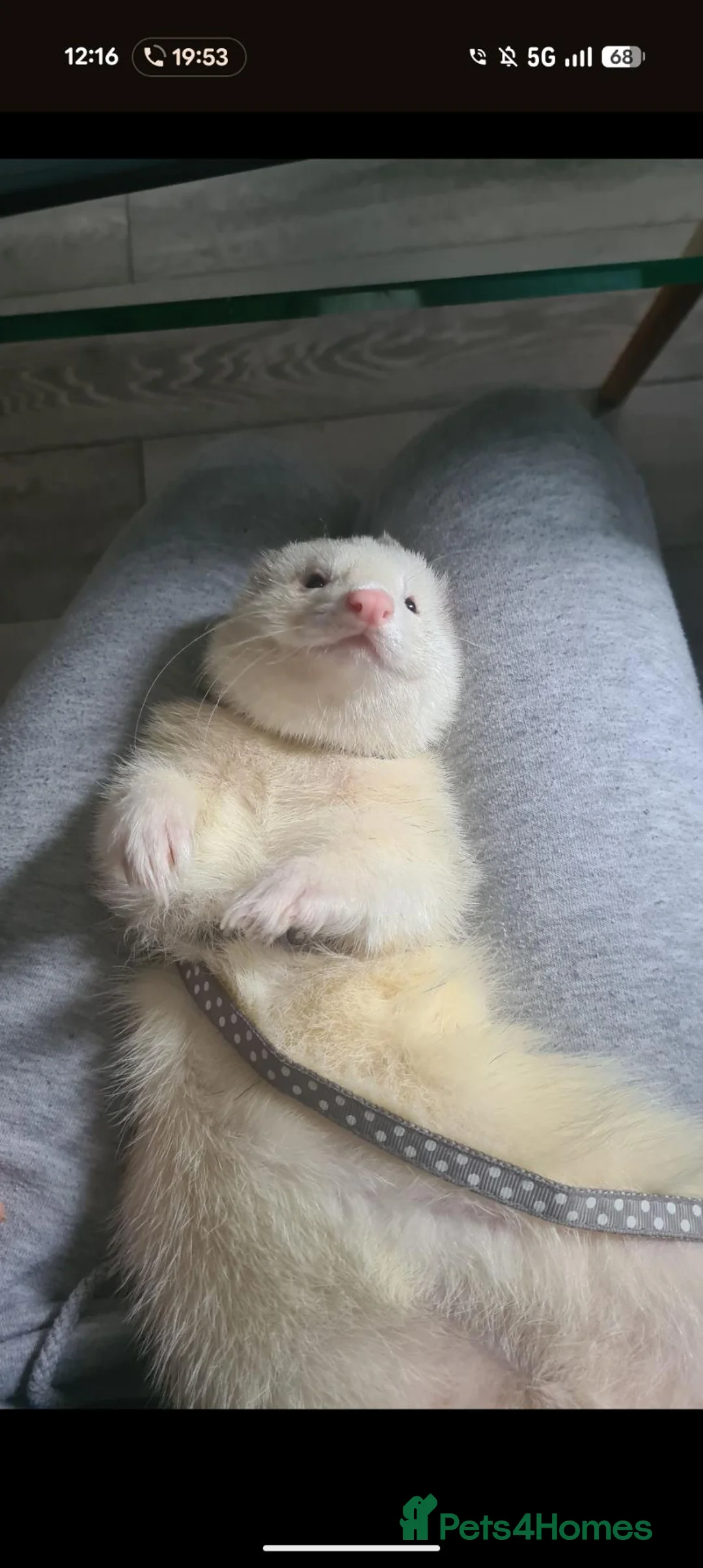 Ferret rodents for sale: Friendly ferret looking for new home - Advert 2