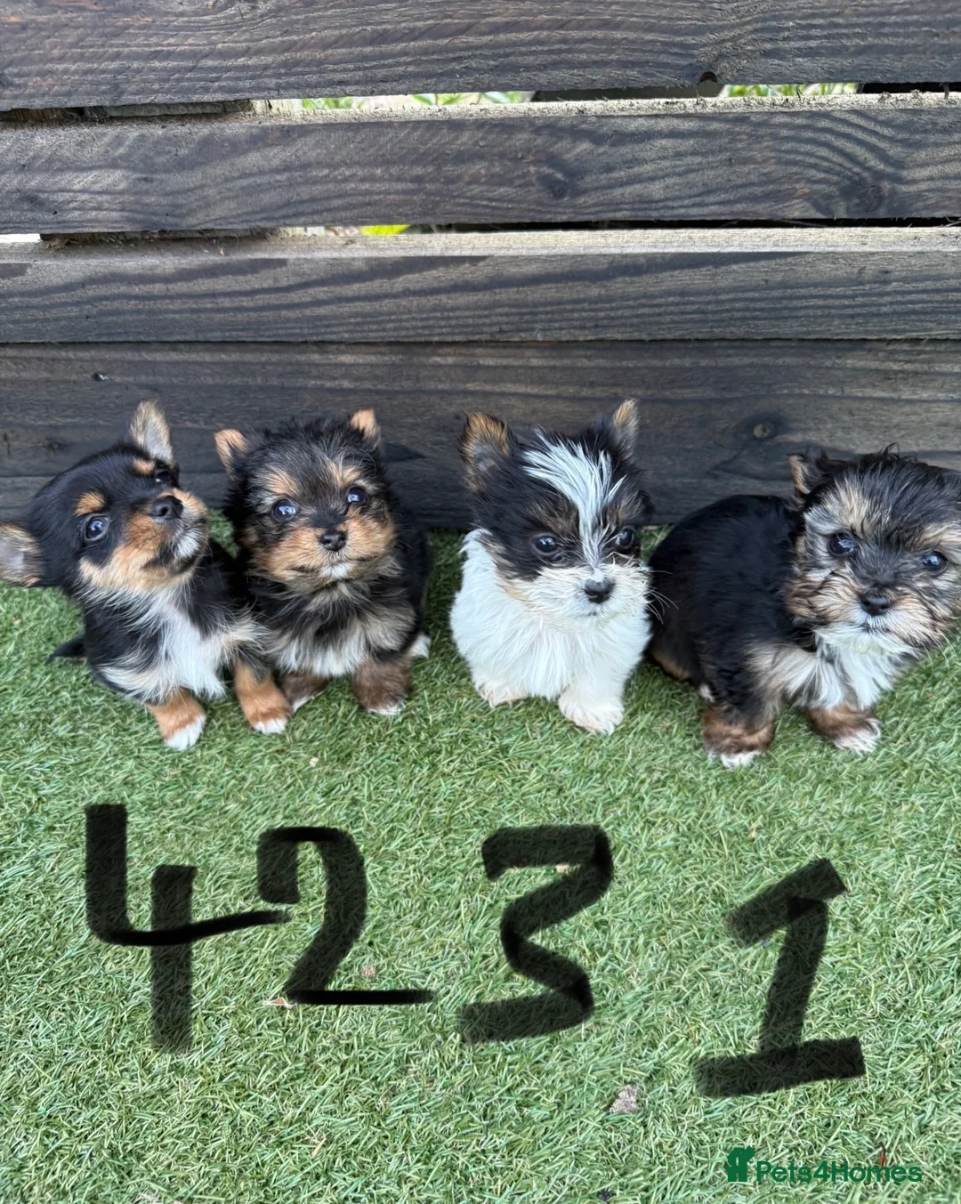 Mixed Breed dogs for sale: 4 adorable puppies need a forever home❤️ - Advert 1