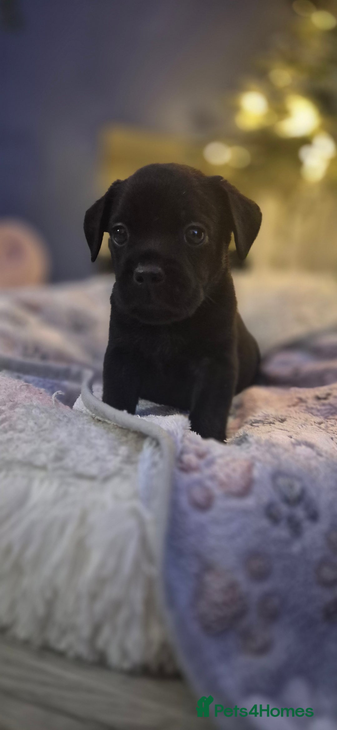 Mixed Breed dogs for sale: Labrador/french bulldog pups - Advert 2