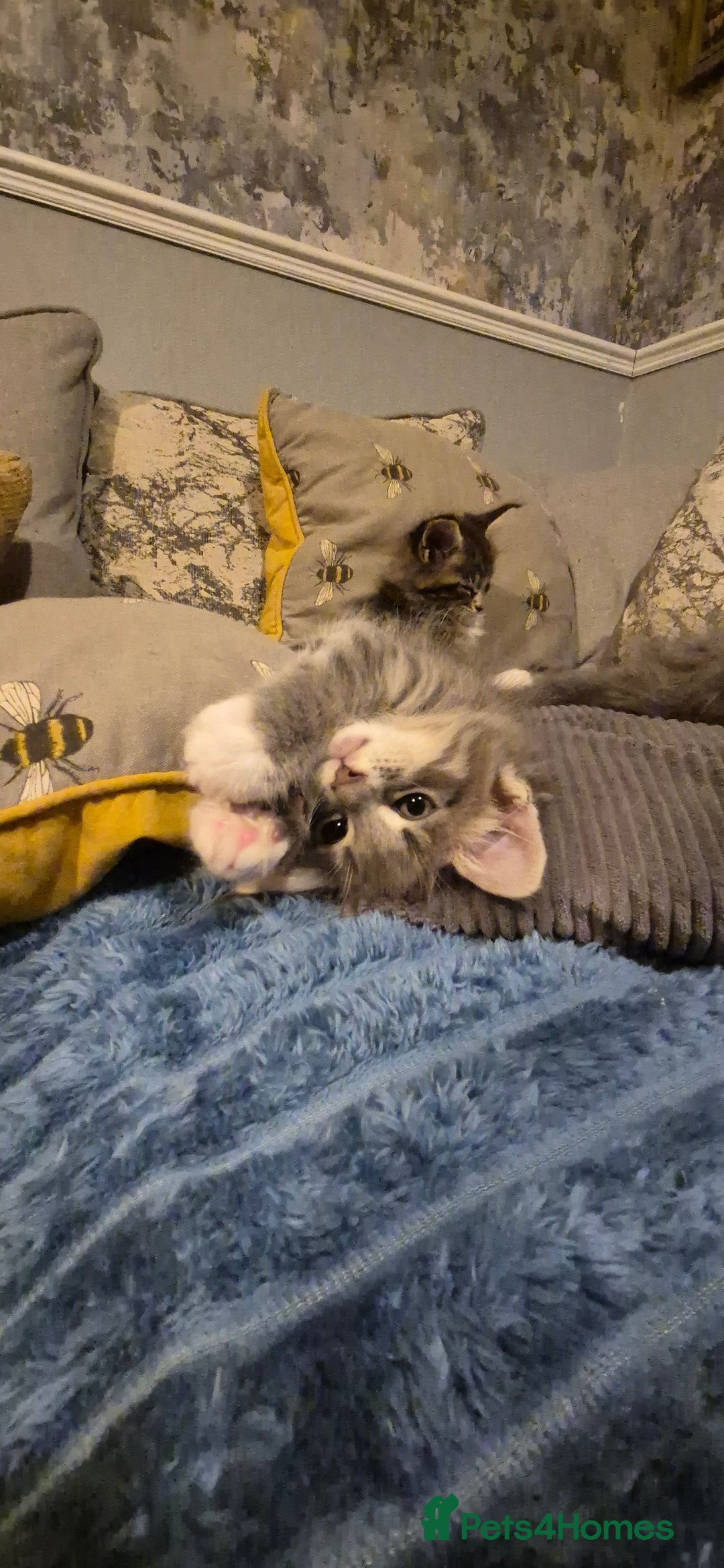 Maine Coon cats for sale: GCCF registered Pedigree Maine Coon Kittens - Advert 3