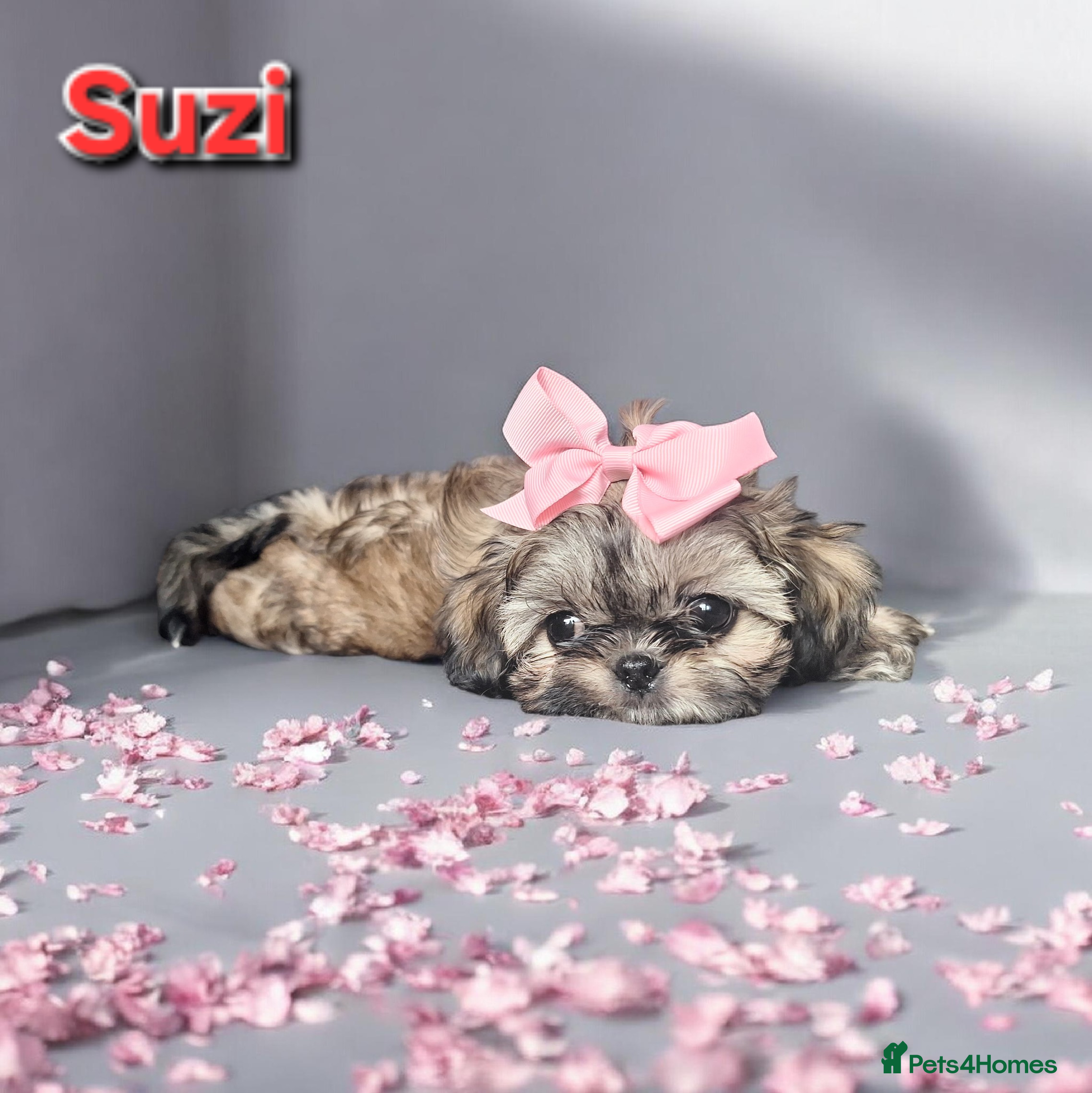 Shih Tzu dogs Beautiful Imperial Shih Tzus  - Advert 22