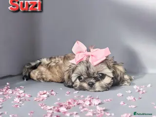 Shih Tzu dogs Beautiful Imperial Shih Tzus - Advert 22