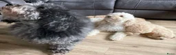 Shihpoo dogs for sale: Adorable Shihpoo Puppies for Loving Forever Homes  in Leicester - Advert 11
