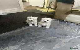 Maltese dogs for sale: Bichon maltese puppye's  - Image 1