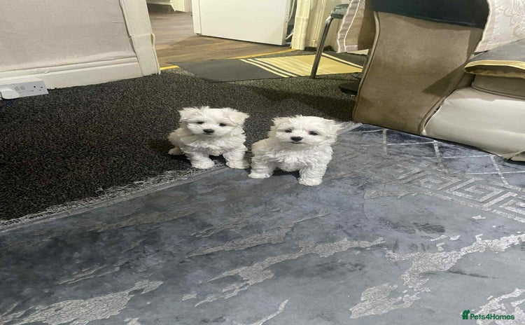 Maltese dogs - Advert 1