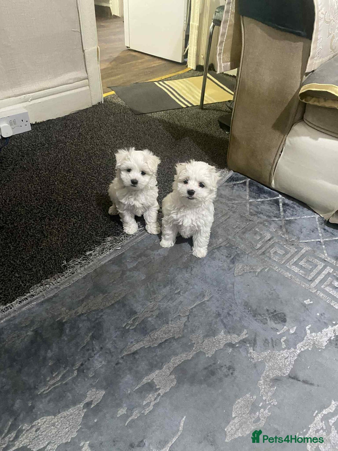 Maltese dogs for sale: Bichon maltese puppye's  - Image 1