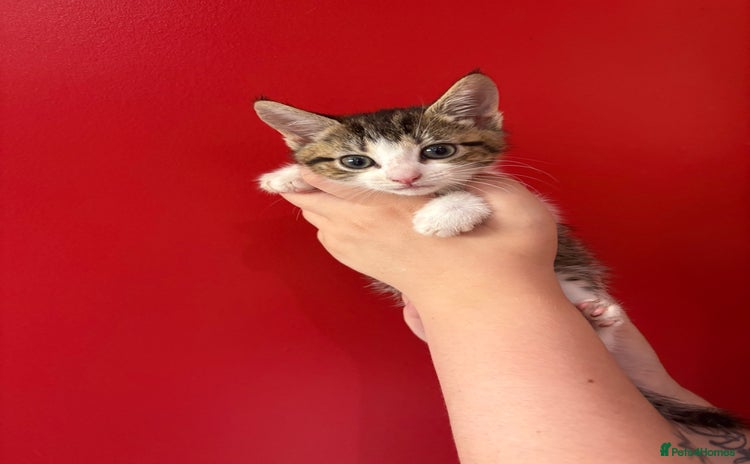 Mixed Breed cats - Advert 9