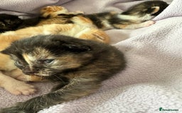 Domestic Shorthair cats for sale: 8 Beautiful kittens with stunning markings  - Image 19