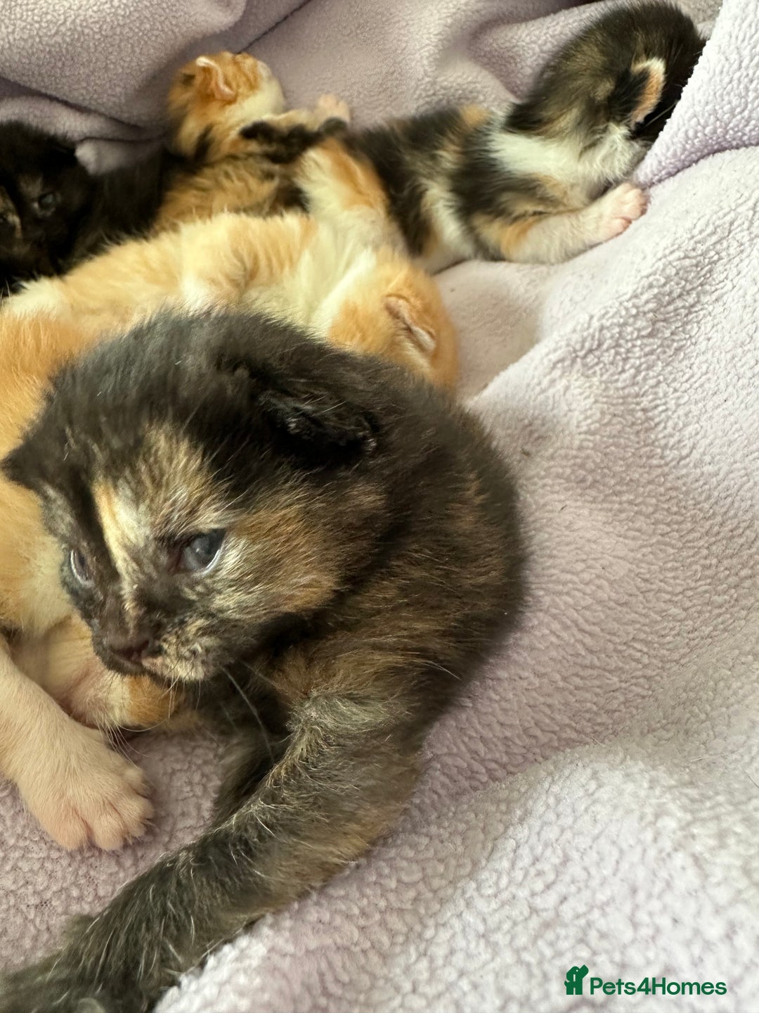 Domestic Shorthair cats for sale: 8 Beautiful kittens with stunning markings  - Image 19