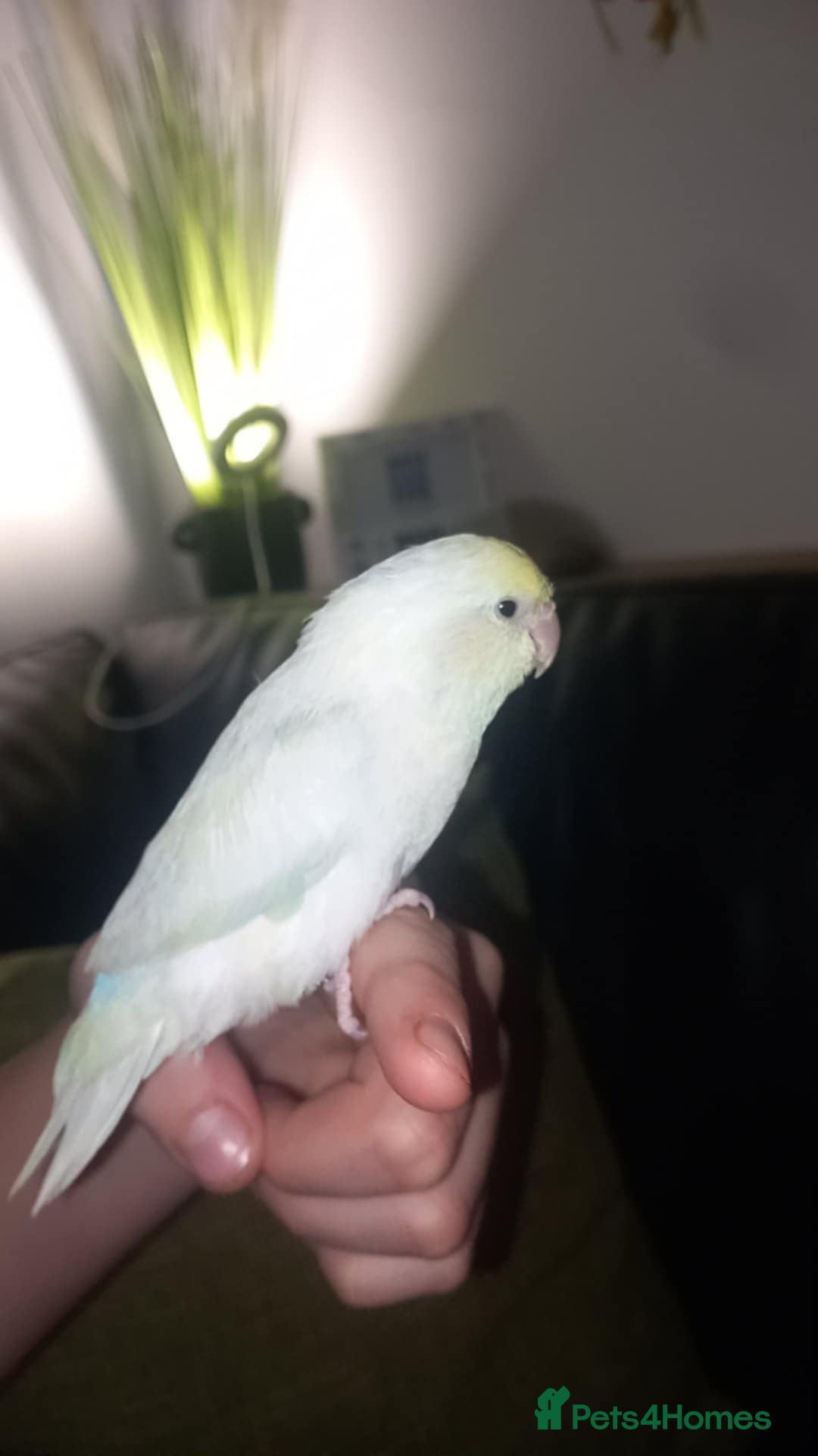 Parrots birds for sale: 8 week old hand reared baby parrotlets - Advert 2