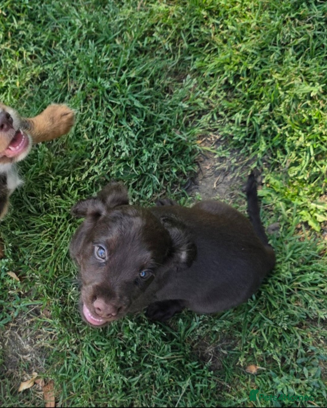 Cocker Spaniel dogs for sale: REDUCED 1 KC reg BOY READY NOW - Image 1