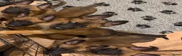 Belgian Shepherd Dog dogs for sale: Solid confident pups ready to go   in Abbots Langley - Advert 10