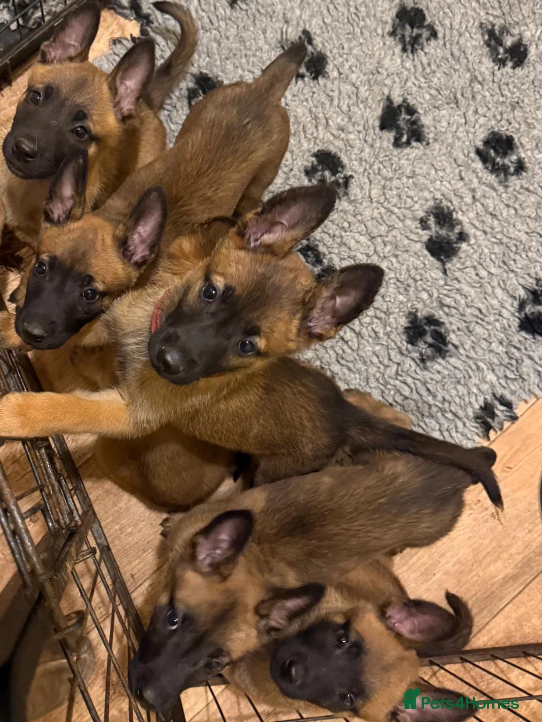 Belgian Shepherd Dog dogs for sale: Solid confident pups ready to go   in Abbots Langley - Advert 10