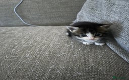 Maine Coon cats for sale: Mainecoon cross kittens - Image 20