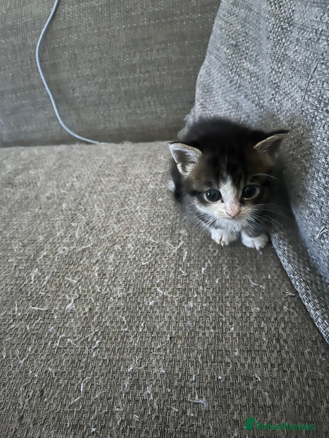 Maine Coon cats for sale: Mainecoon cross kittens - Image 20