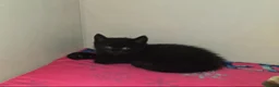 Mixed Breed cats for sale: 3 Beautiful Black Kittens Ready Now - Advert 7