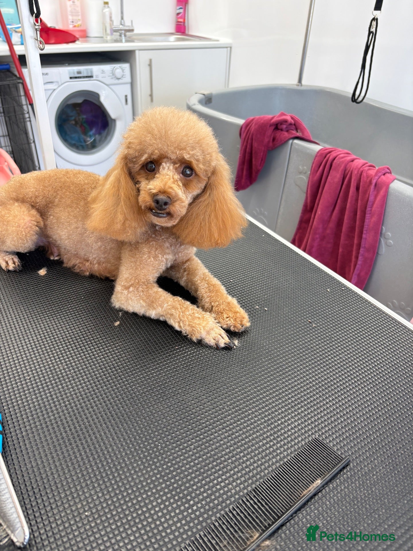 Toy Poodle dogs Toy poodle puppies  - Advert 9