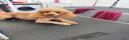 Toy Poodle dogs for sale: Toy poodle puppies  - Advert 1