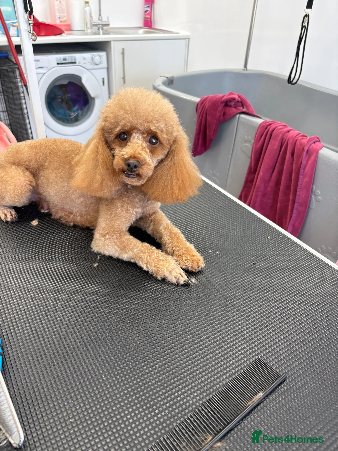 Toy Poodle dogs for sale: Toy poodle puppies  - Advert 1
