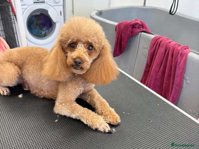 Toy Poodle dogs for sale: Toy poodle puppies - Advert 10