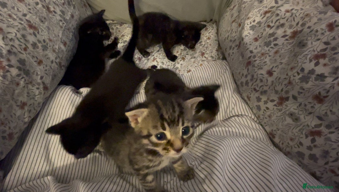 British Longhair cats for sale: 5 Adorable Kittens. Playful & Cute - Image 4