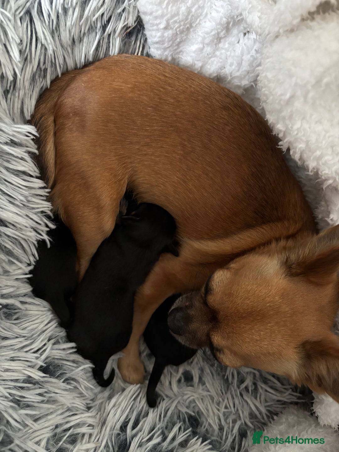 Chiweenie dogs for sale: 3 Beautiful chiwennie Girls - Advert 1