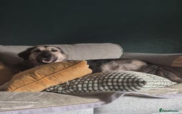 Mixed Breed dogs for adoption: Abbie is saying hi  - Image 1