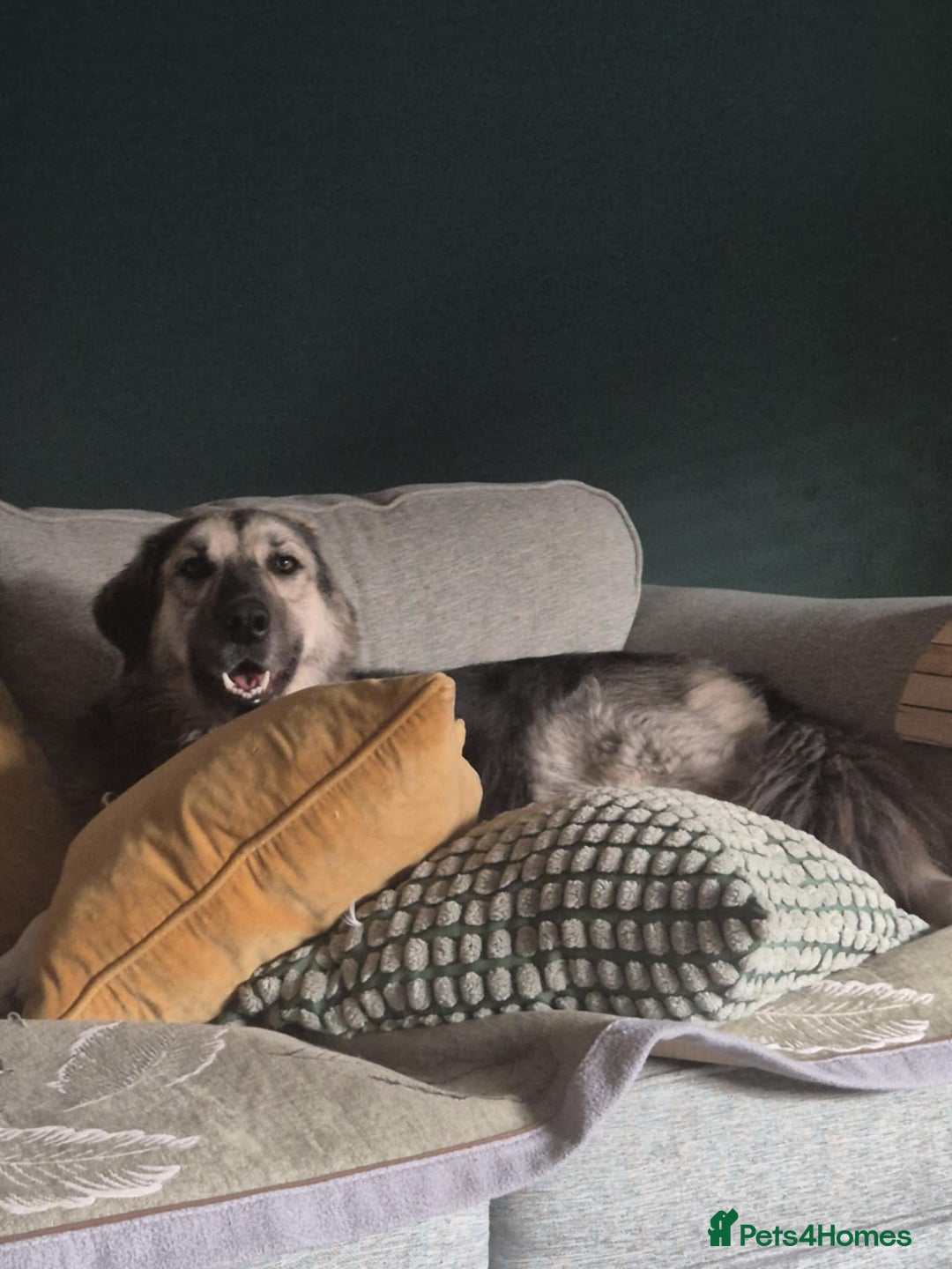 Mixed Breed dogs for adoption: Abbie is saying hi  - Image 1
