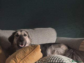 Mixed Breed dogs - Advert 2