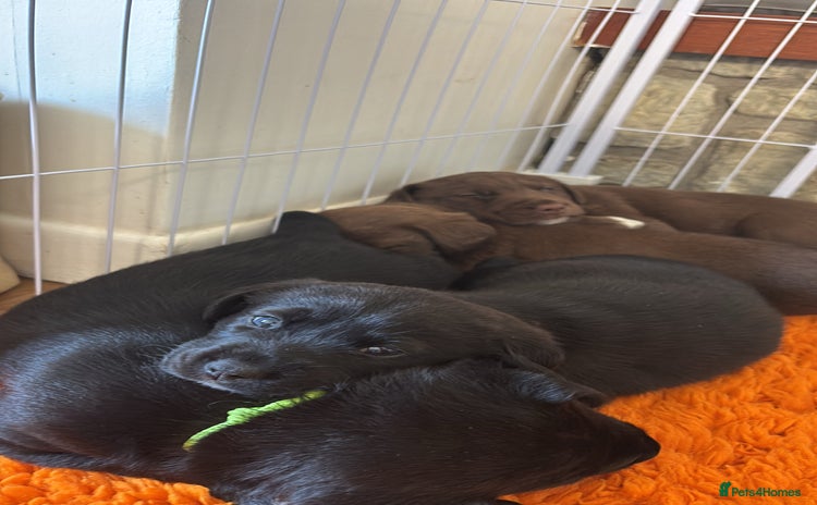 Borador dogs - Advert 2