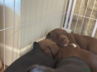 Borador dogs - Advert 1