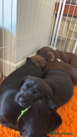 Borador dogs - Advert 2