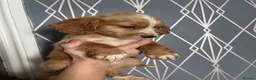 Cocker Spaniel dogs for sale: WORKING COCKER SPANIELS - Advert 3
