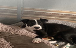 Staffordshire Bull Terrier dogs for sale: Staffordshire bull terrier girl  - Image 4