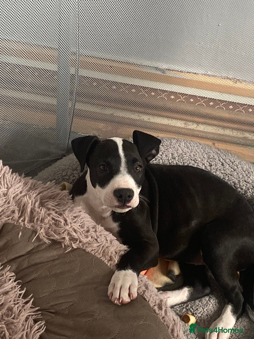 Staffordshire Bull Terrier dogs for sale: Staffordshire bull terrier girl  - Image 4