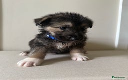 Mixed Breed dogs for sale: Alaskan Malamute x German Shepard Cross puppies - Image 7