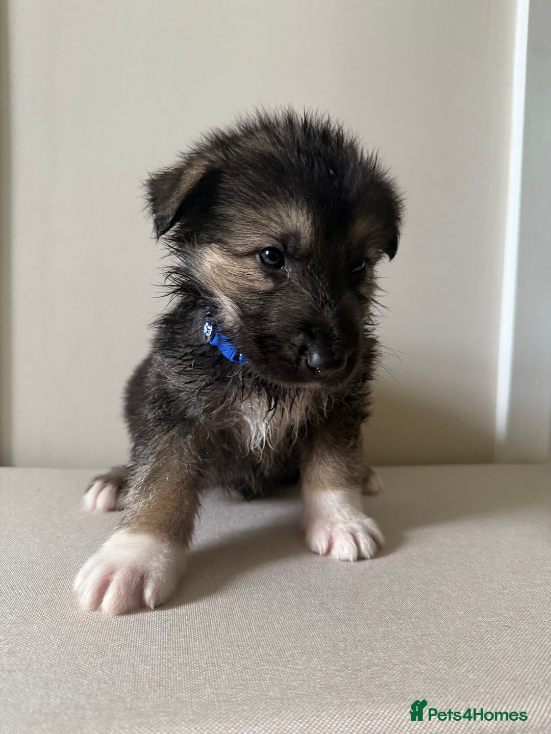 Mixed Breed dogs for sale: Alaskan Malamute x German Shepard Cross puppies - Image 7